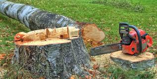 Professional Tree Care in Perris, CA