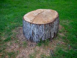 How Our Tree Care Process Works  in  Perris, CA