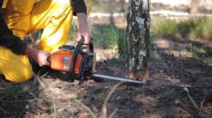 Best Tree Disease Treatment  in Perris, CA