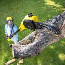 Best Tree and Shrub Care  in Perris, CA