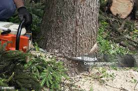 Best Leaf Removal  in Perris, CA