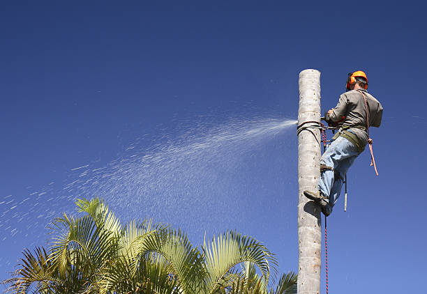 Lawn Watering Services in Perris, CA