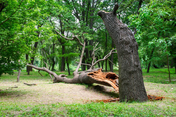 Best Tree Cabling and Bracing  in Perris, CA