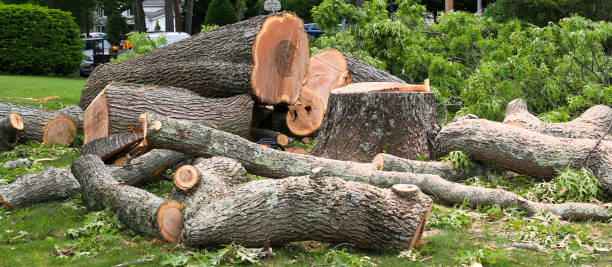 Best Storm Damage Tree Cleanup  in Perris, CA