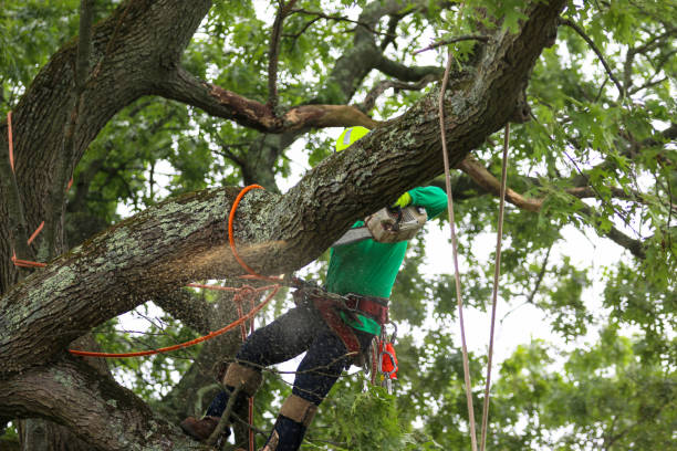 Professional Tree Care in Perris, CA