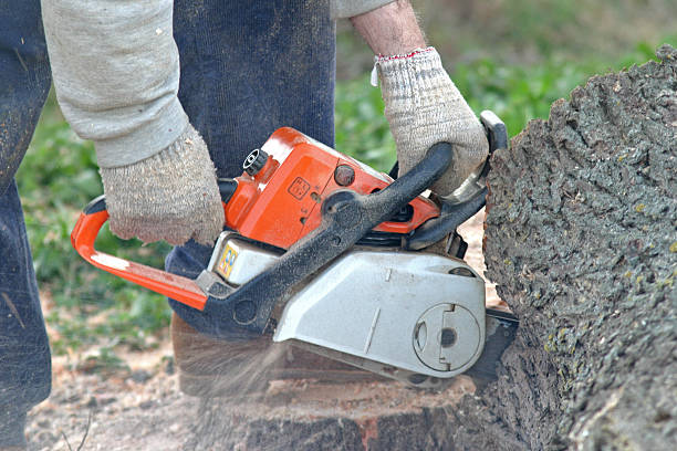 Best Lawn Watering Services  in Perris, CA