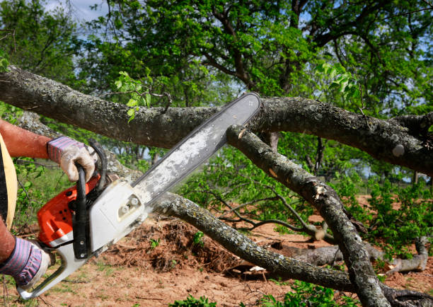Best Tree Removal  in Perris, CA